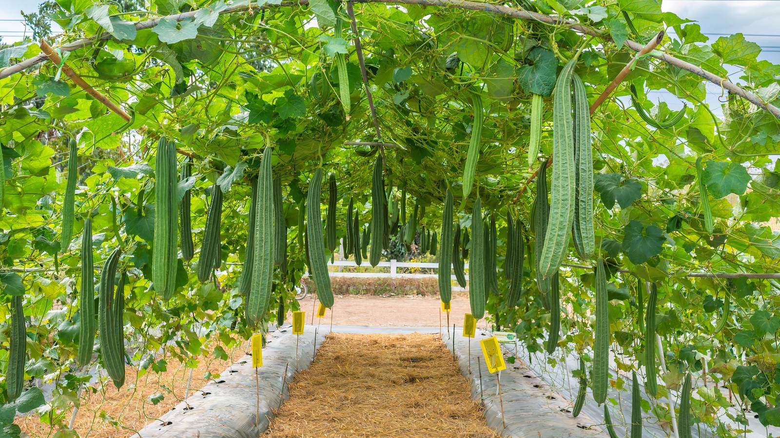 From Garden to Bath: How to Grow Your Own Loofah