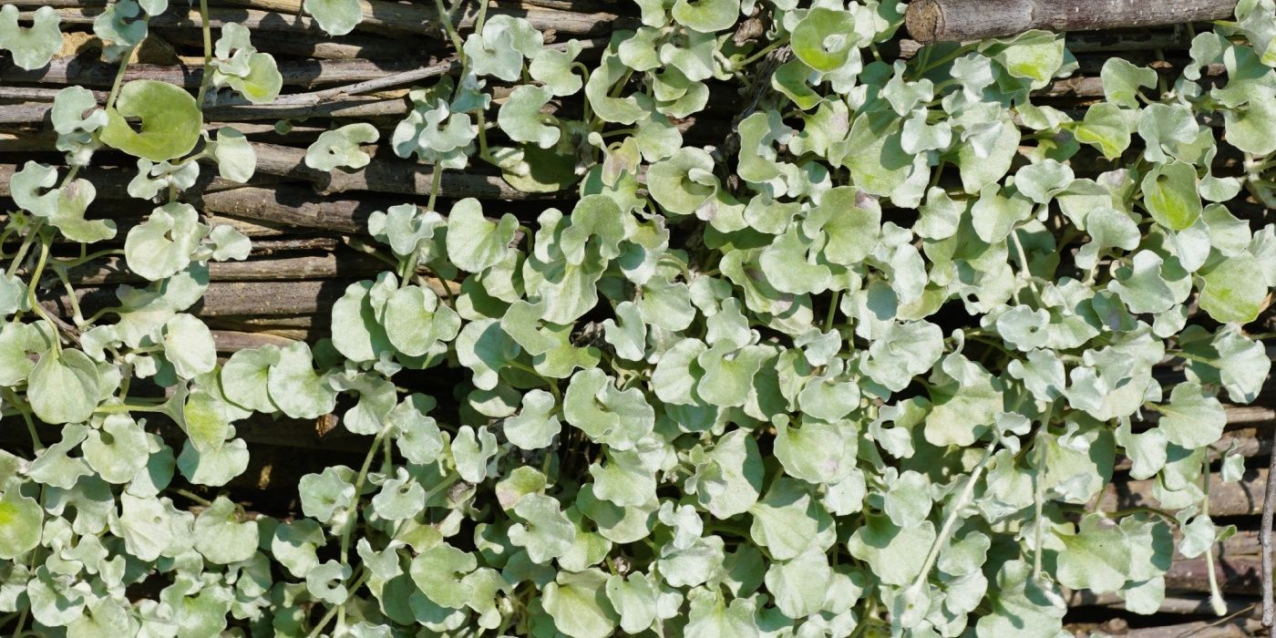 Stunning Cascading Plants for a Waterfall Effect in the Garden