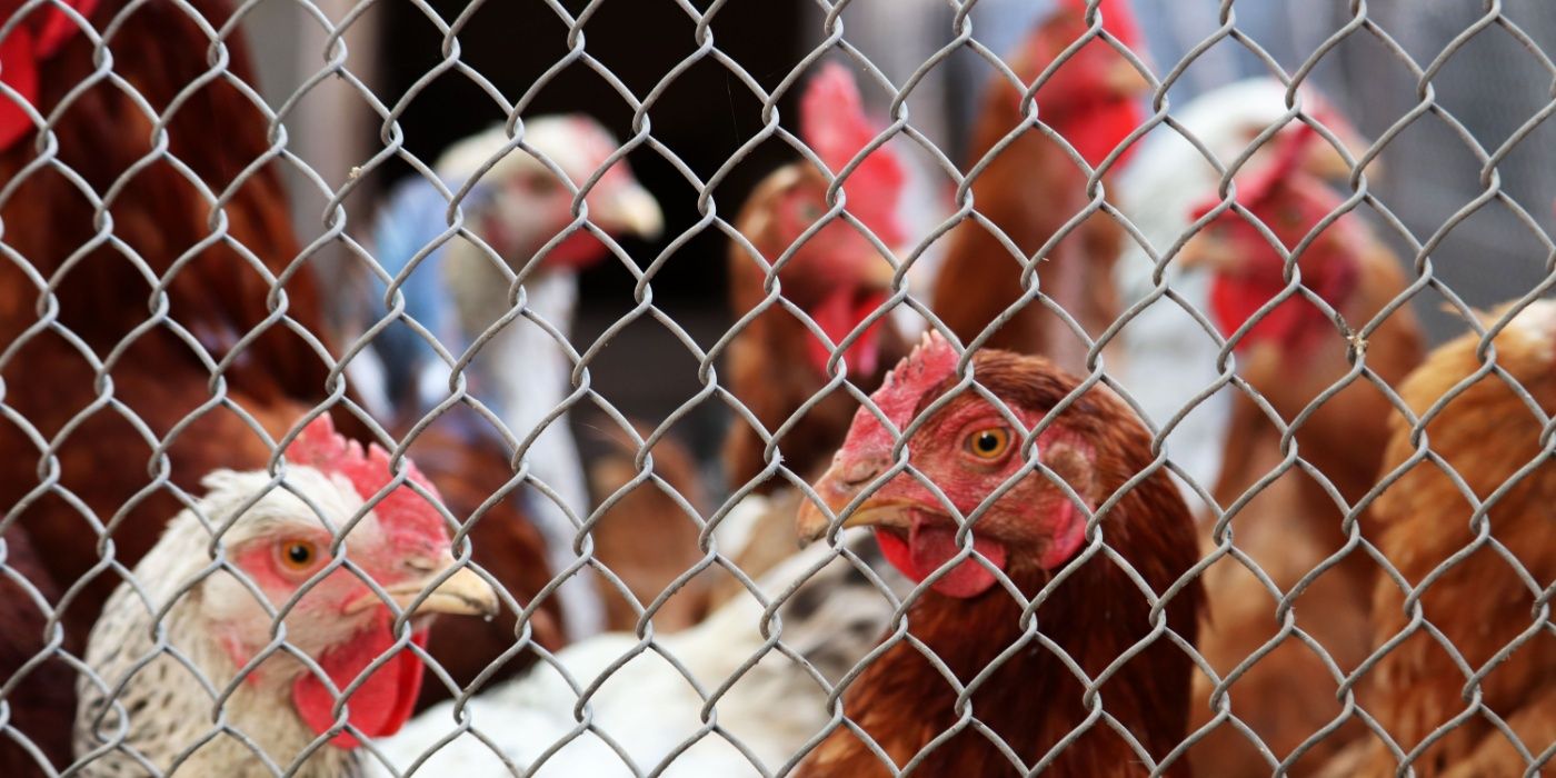 Build a Secure Chicken House: Essential Steps for a Healthy Flock