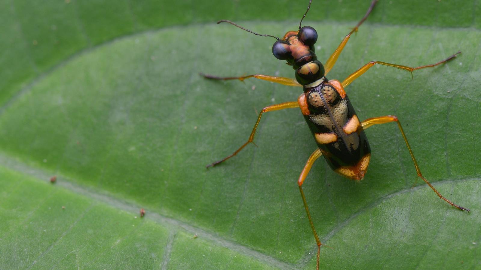5 Rare Insect Species to Watch for in Your Yard or Garden