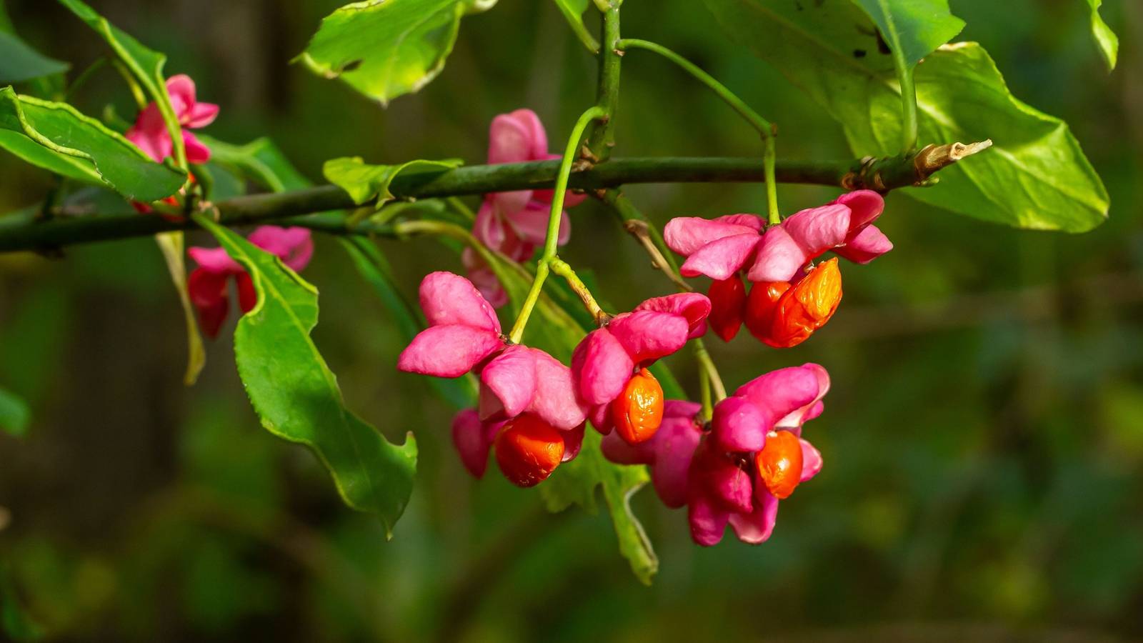 5 Dramatic Plants That Add Architectural Detail to Your Landscape
