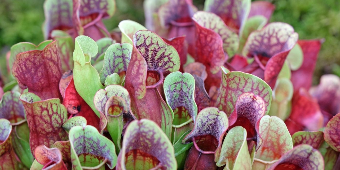 Venus Fly Traps and Pitcher Plants: How to Grow Carnivorous Plants