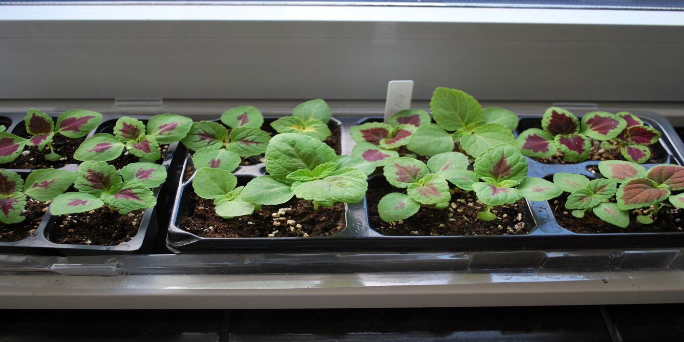 Breeding Coleus: How to Create Stunning New Varieties With Vibrant Foliage