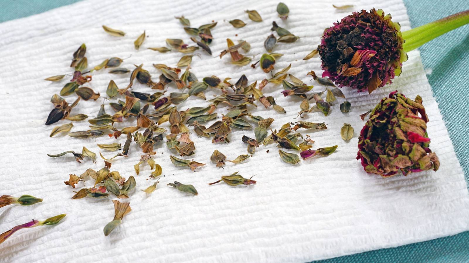 french marigolds seeds French Marigold Seeds | Flower Seeds