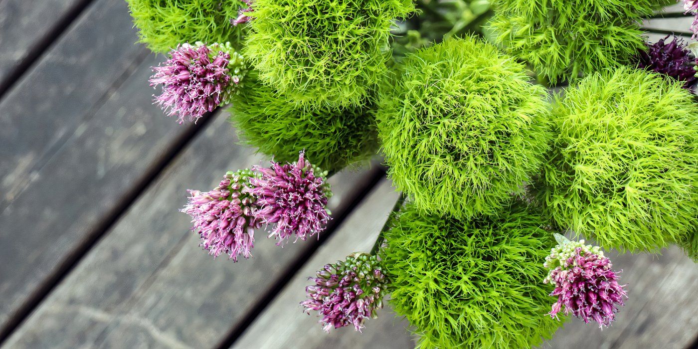 Kiwi Mellow Dianthus: Stunning Green Flowers For Any Garden