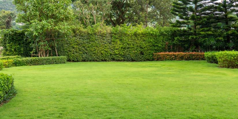 Bermuda grass on a backyard lawn