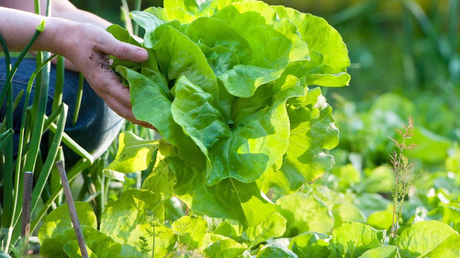 Early Spring Salad Vegetables: Lettuce, Spinach and More