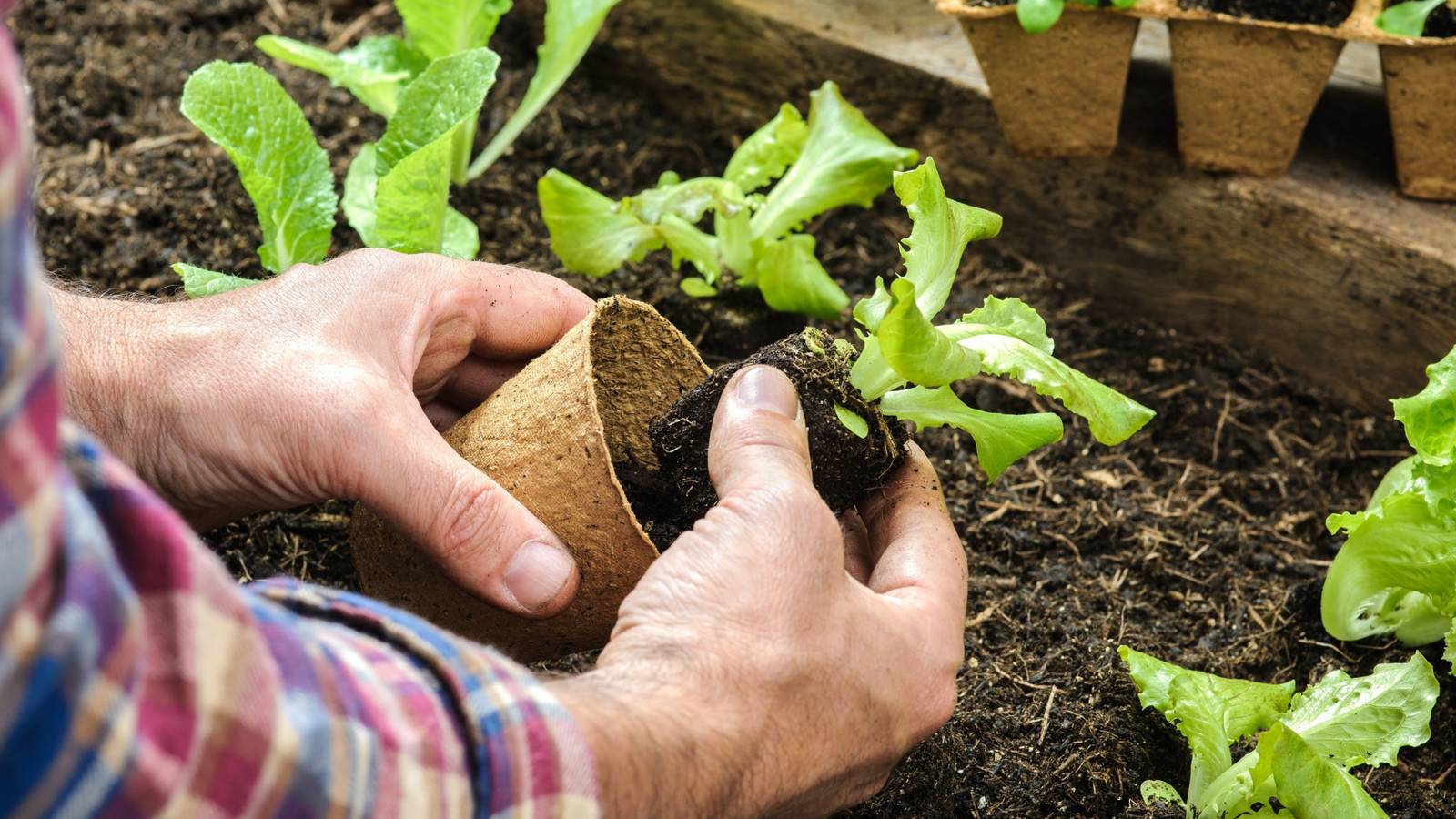 Boost Your Garden's Success: Mastering the Art of Planting With Plugs