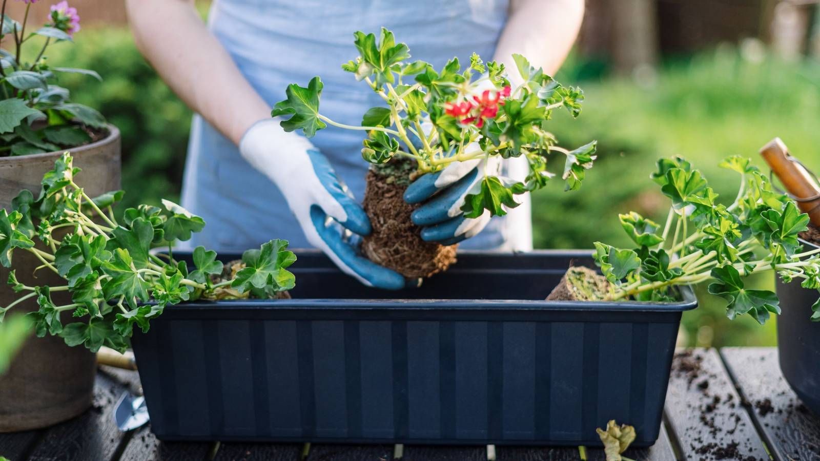Rule of Three in Gardening: Simple Design for a Balanced Look