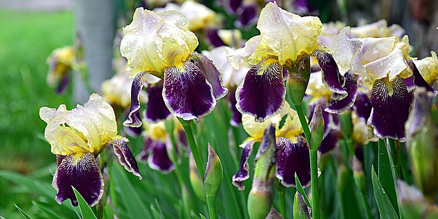 When Should You Plant Spring Bulbs?