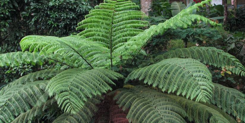 5 Dramatic Plants That Add Architectural Detail to Your Landscape