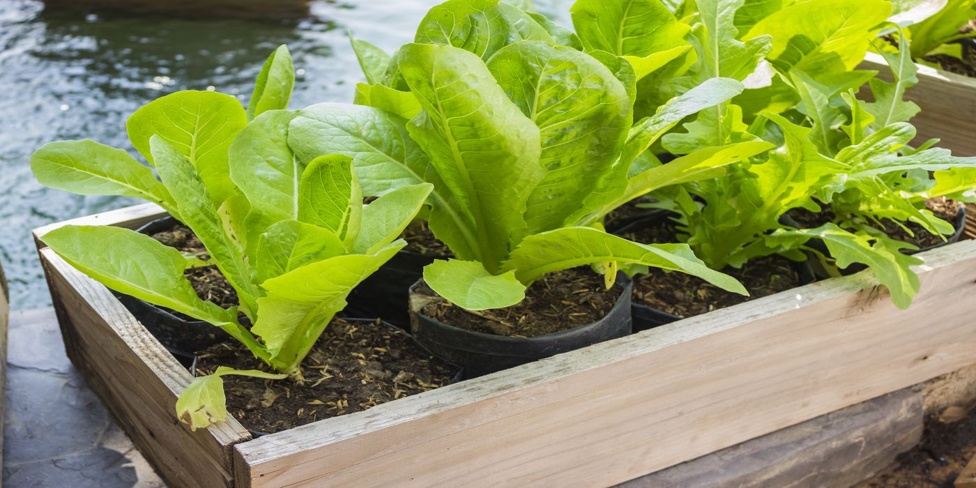 Lettuce Tables: A Space-Saving Solution For Homegrown Greens