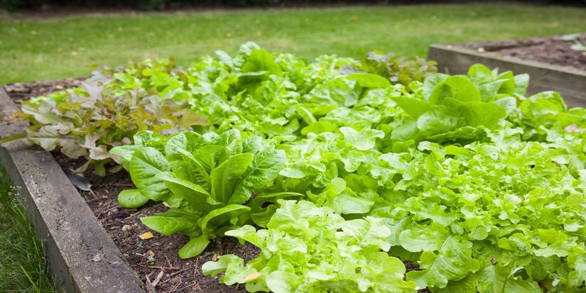Lettuce Tables: A Space-Saving Solution For Homegrown Greens