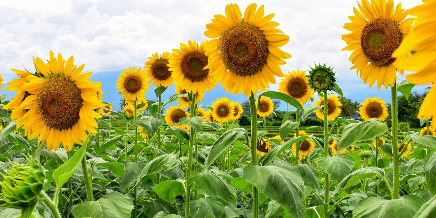 Bring Van Gogh's Iconic Sunflowers to Your Backyard Garden