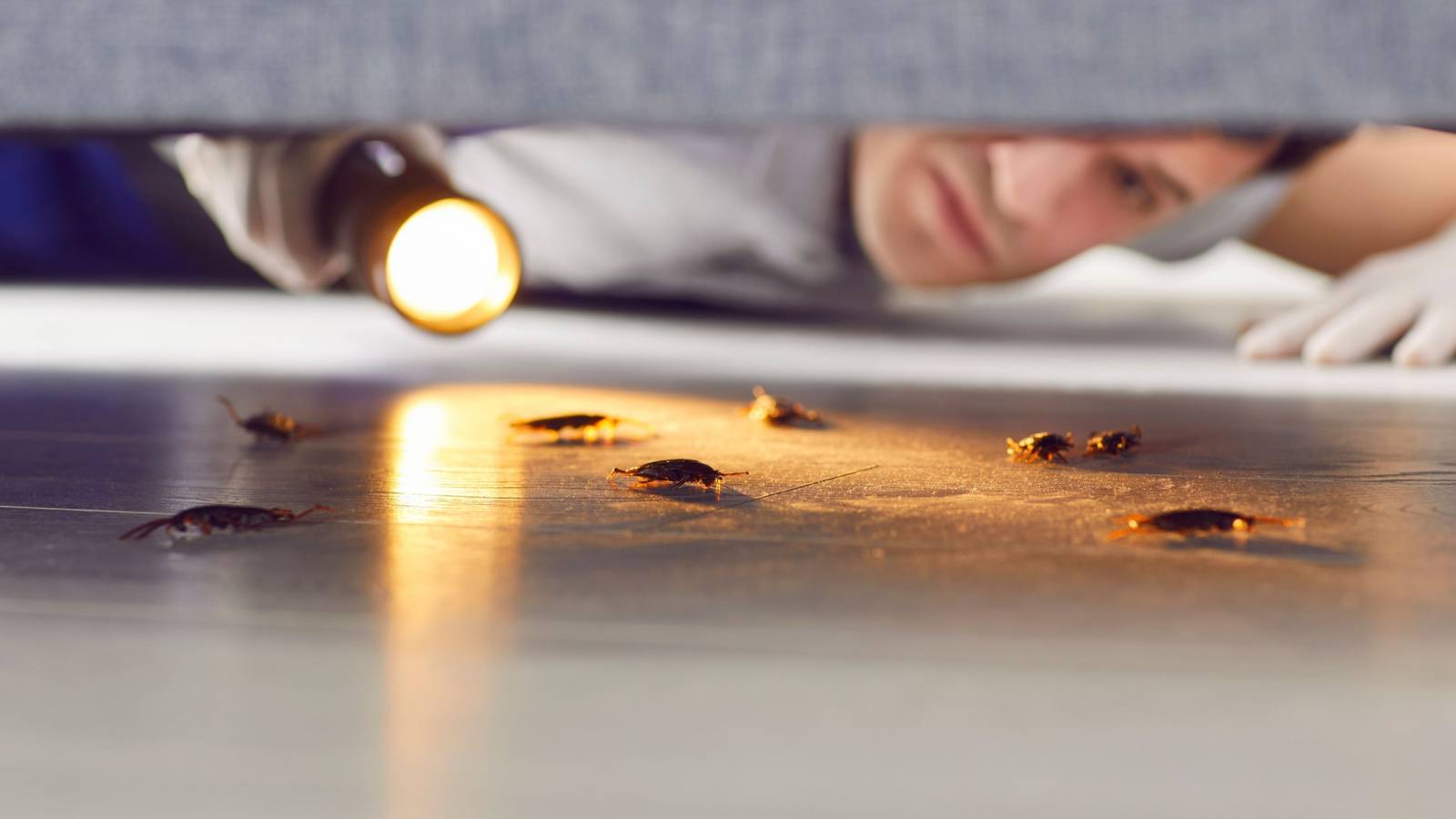 Cockroach In Backyard 7 Houseplants That Naturally Repel Cockroaches