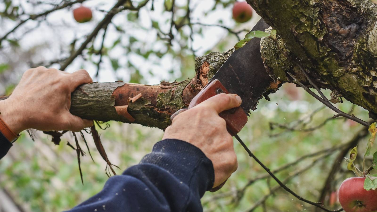 Gardening Mistakes That Harm Plants: Balance Care and Outdoor Decor