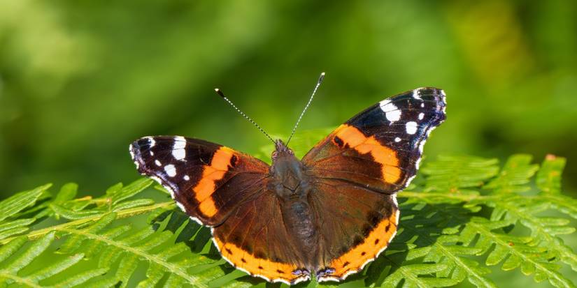 Spring Garden Splendor: A Butterfly Species Showcase