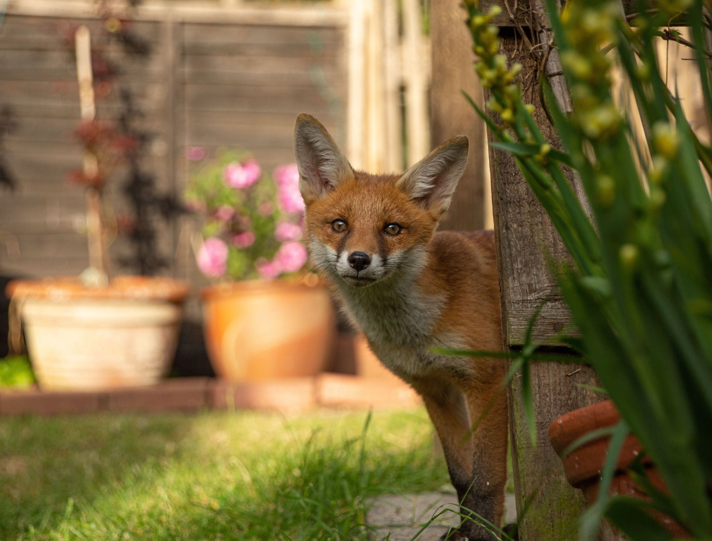 Managing Fox Encounters: Natural Strategies for Spring Garden Harmony