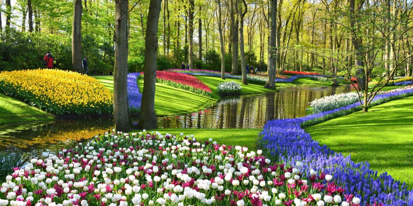 Craft a Flower River Oasis: Essential Planting and Care Strategies