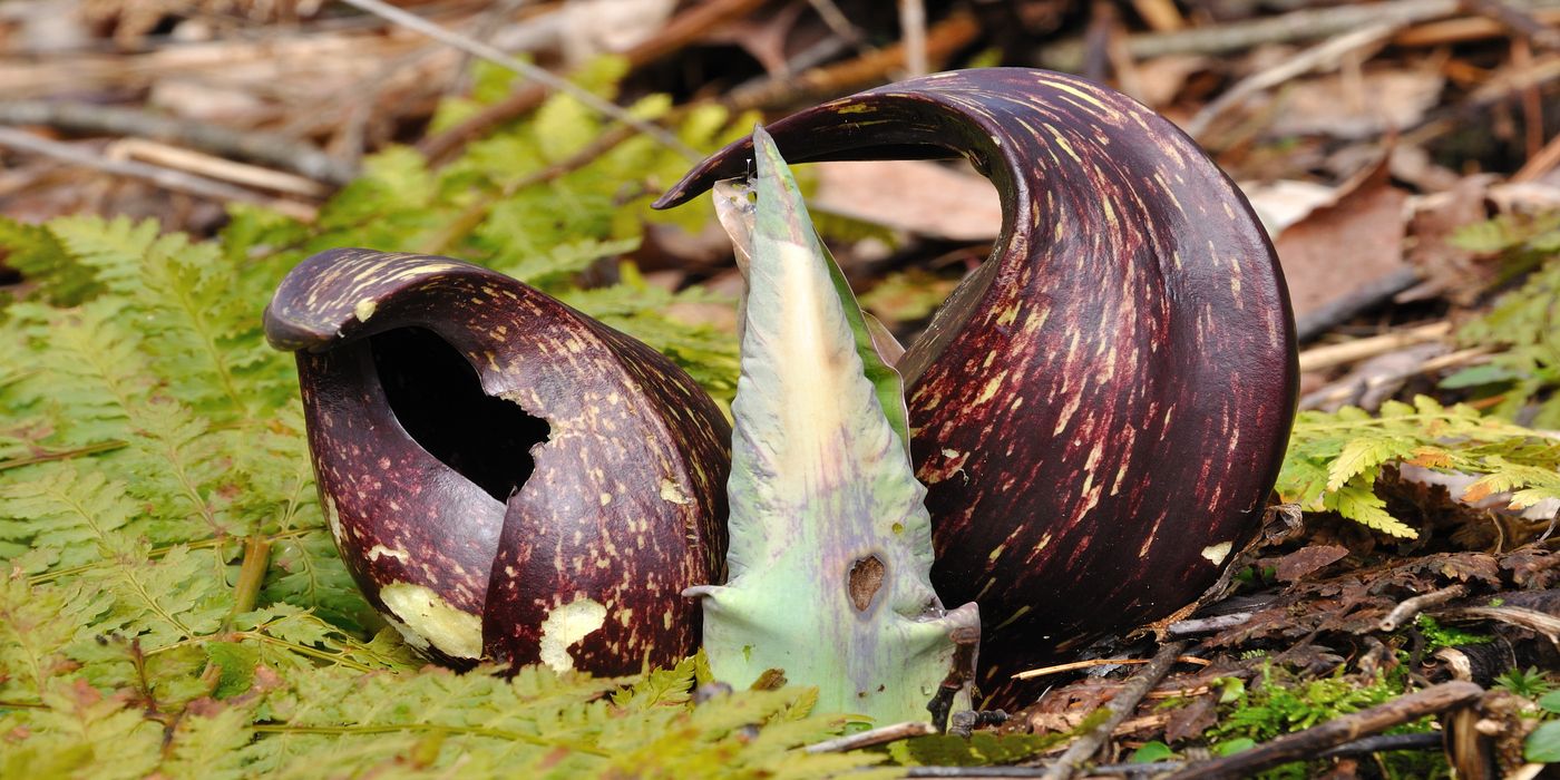 Nature’s Stinkiest: Five Plants With Unbearable Smell