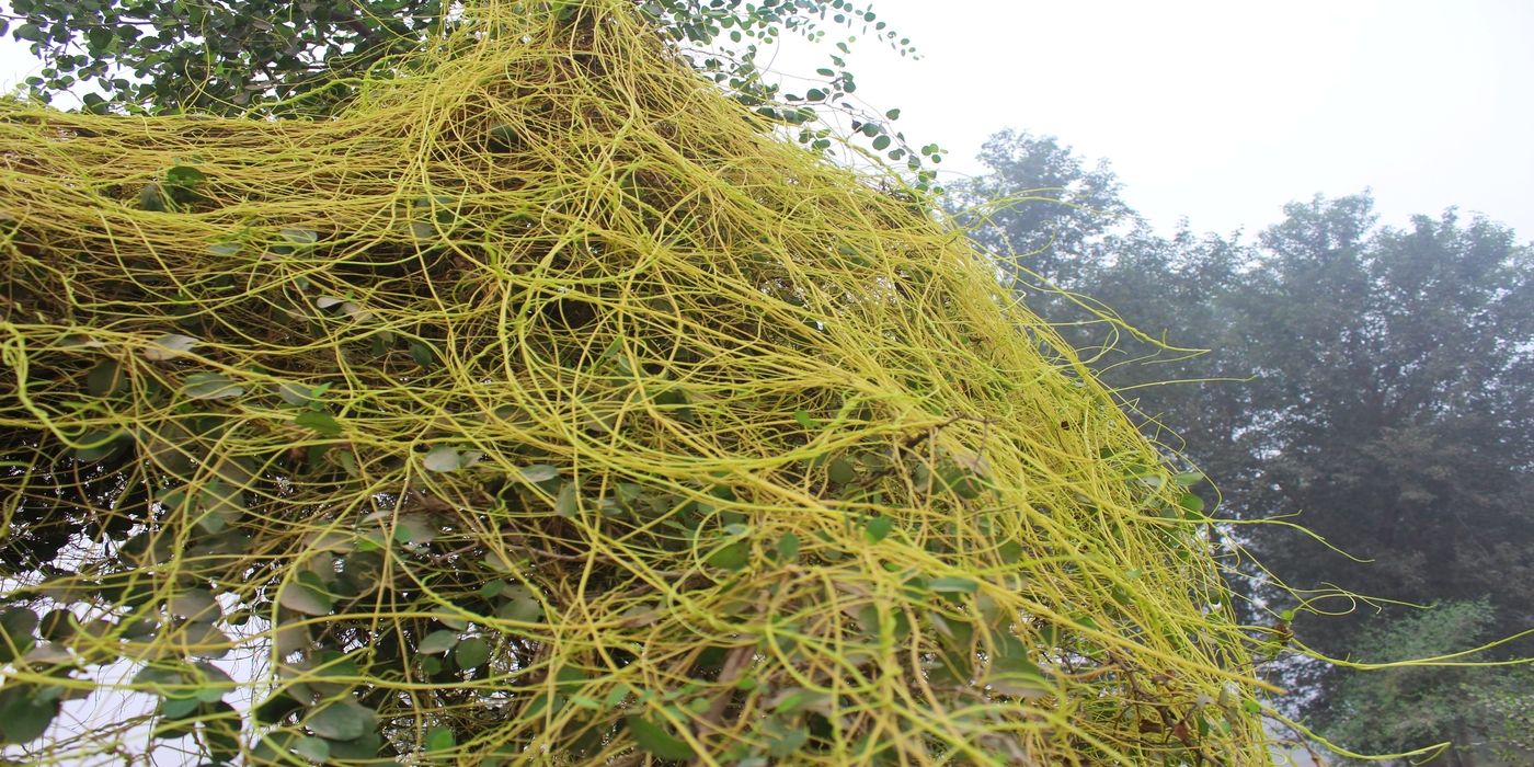 Strangleweed: The Ruthless Garden Invader and How to Stop It