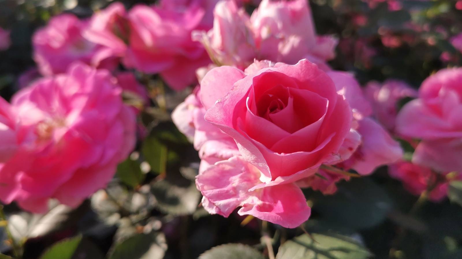 The Ultimate Guide to Types of Roses That Thrive in Your Climate