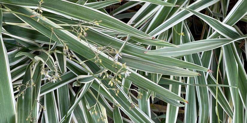5 Gorgeous Low-Maintenance Plants That Almost Take Care of Themselves