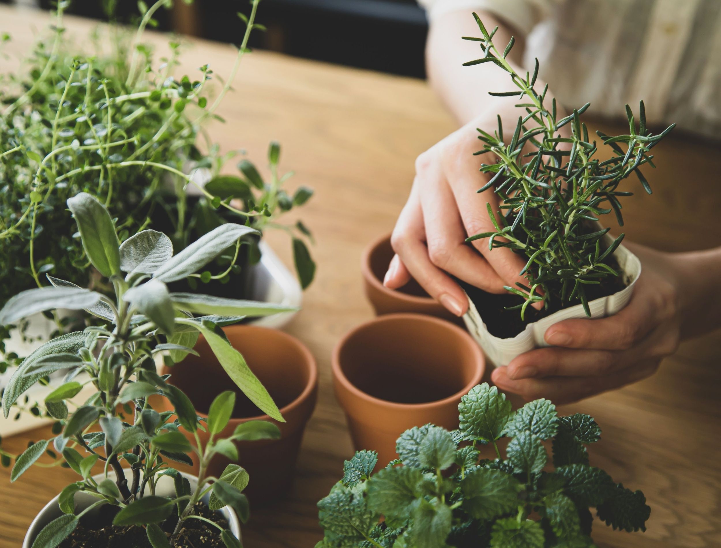 Fresh, Affordable, and Easy: Why Millennials Love Growing Herbs