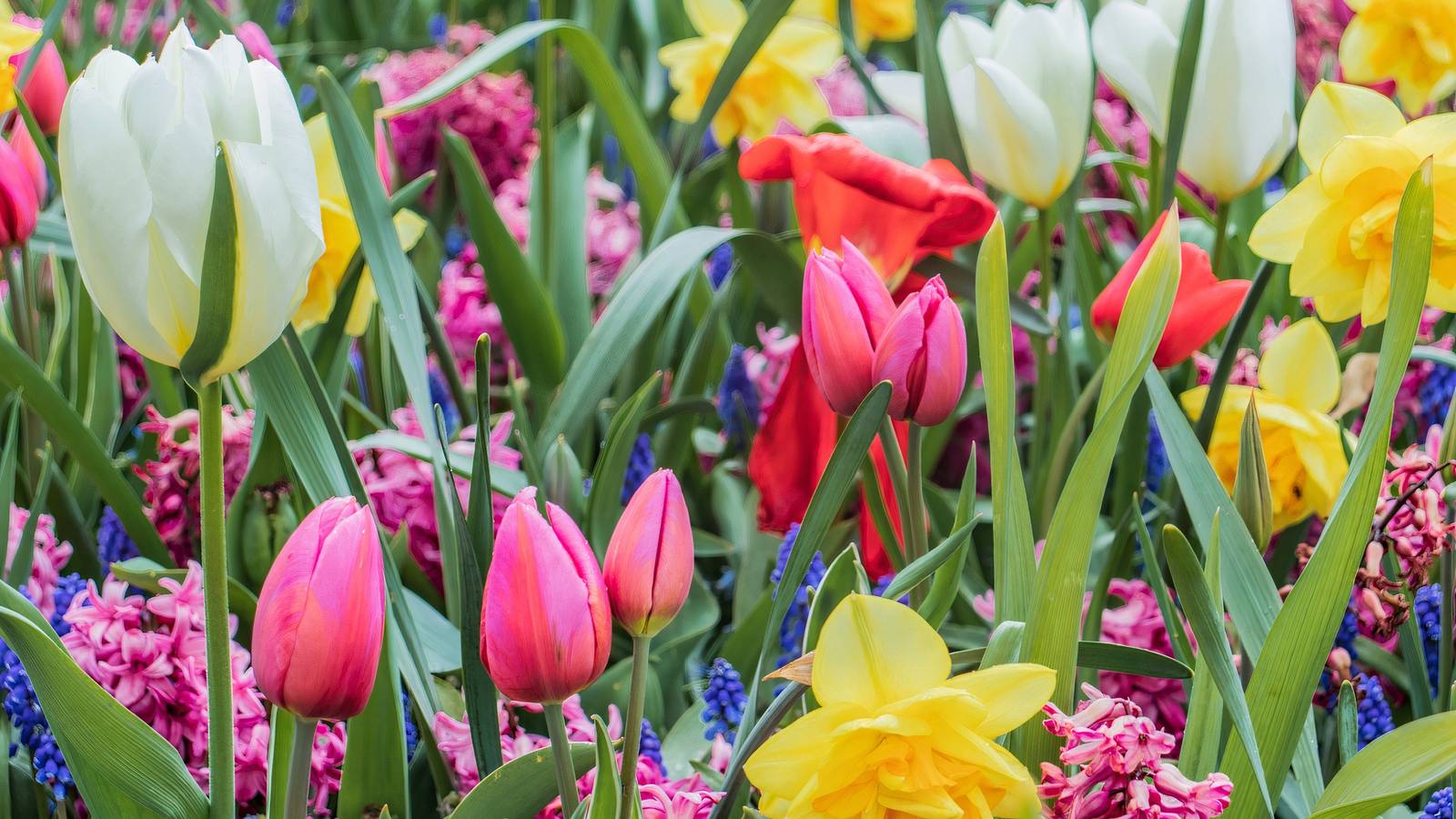 Best Spring Bloom Spring Comes Early With These 6 Gorgeous Blooms