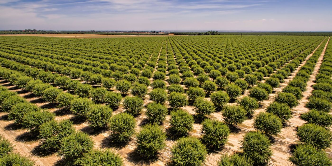 Master the Art of Planting Patterns: Design Dynamic, Sustainable Gardens