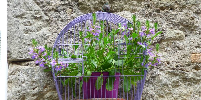 Picture of Creative Ways to Repurpose Bird Cages in Your Garden