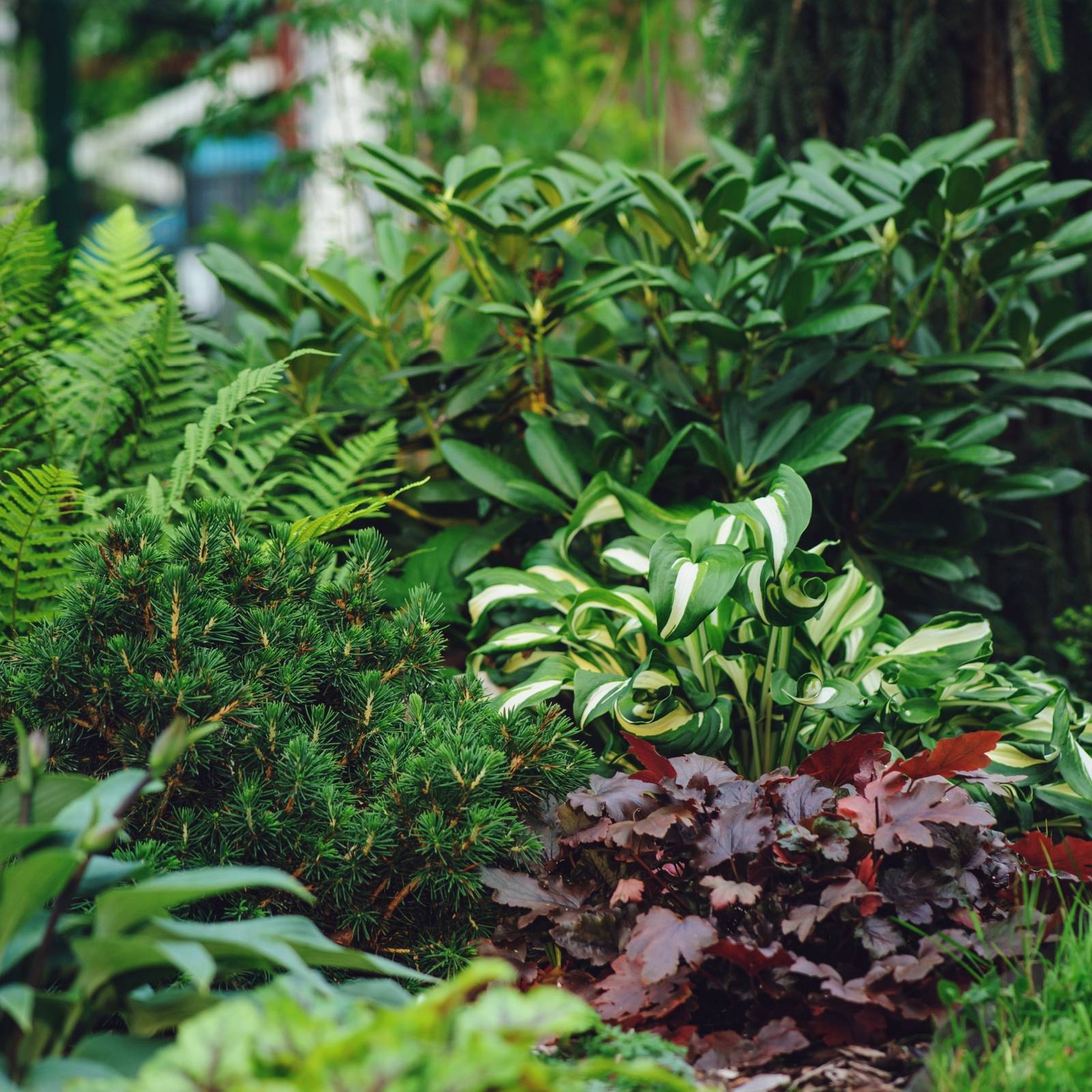 Ultimate Bog Garden Design: Nurturing Bog Plants and Attracting Wildlife