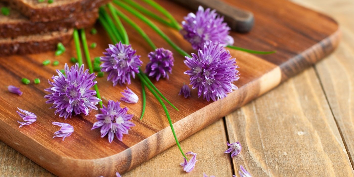 Chive Blossoms: Dig Into Delicious and Healthy Edible Flowers