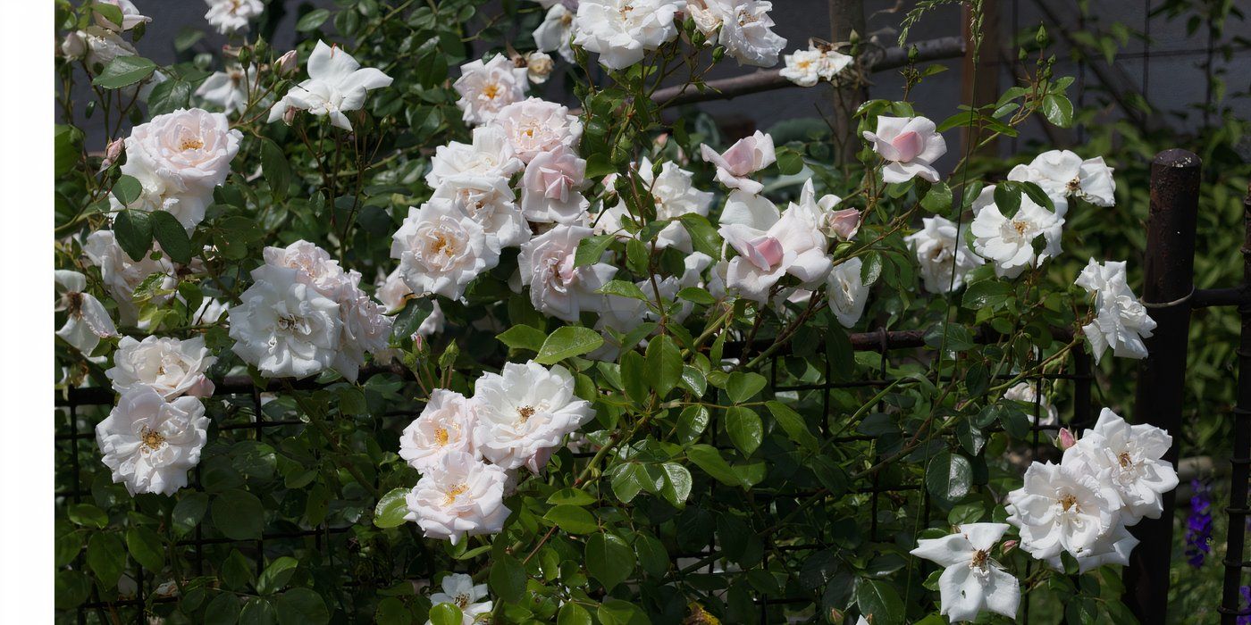 Why Knockout Roses Are the Must-Have Garden Flowers