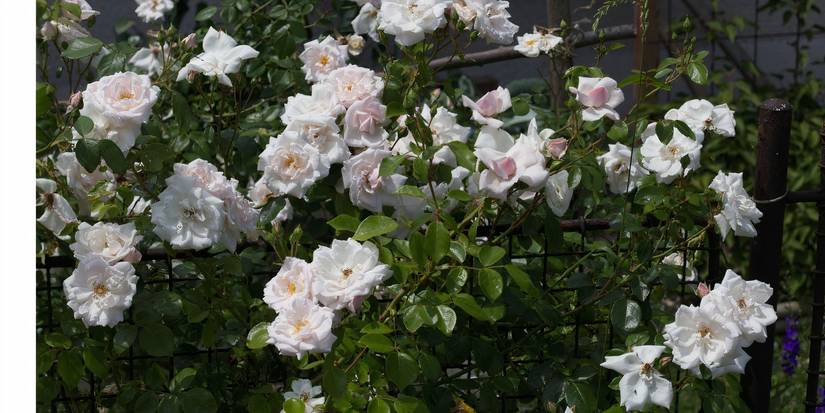 Transform Your Garden With Climbing Roses