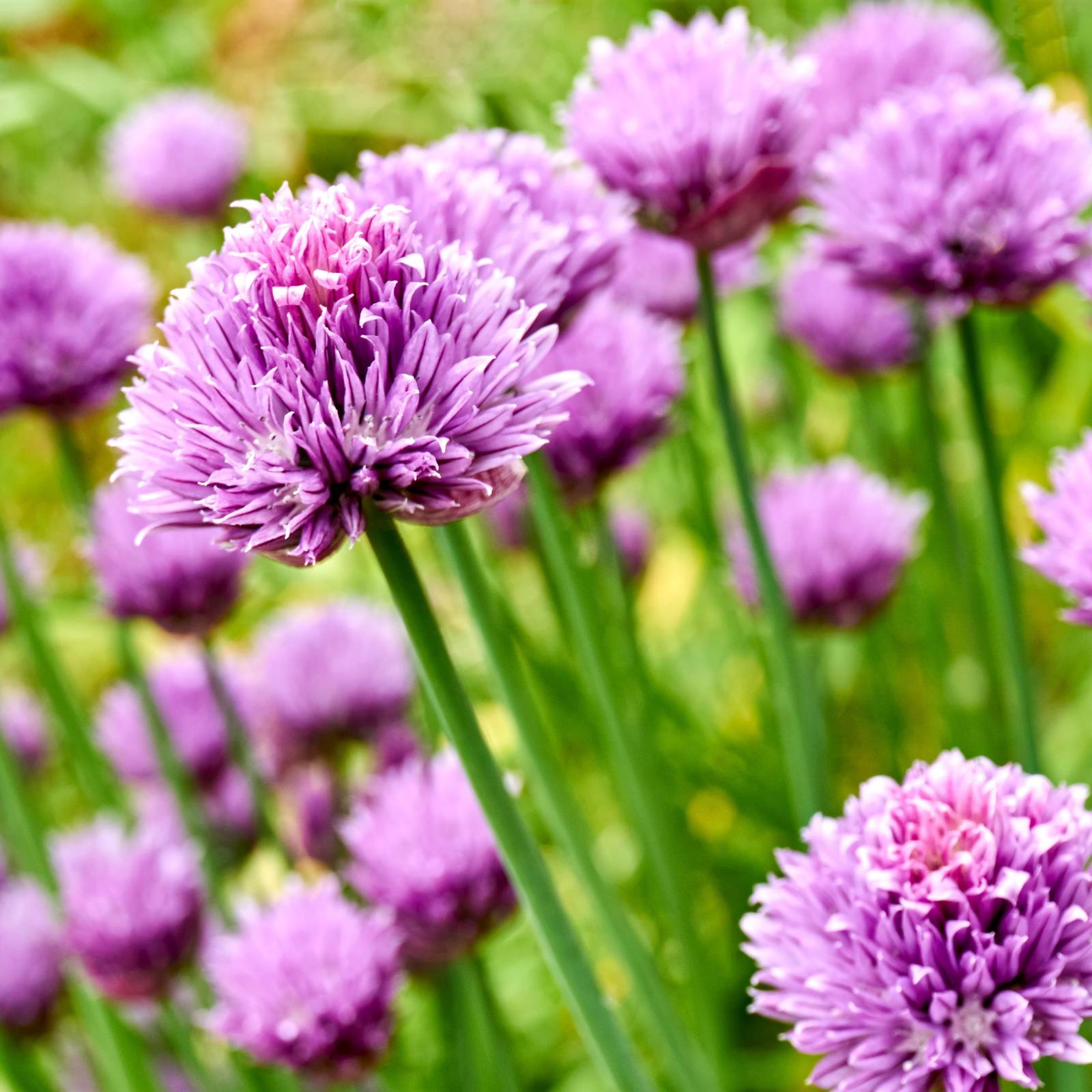 Chive Blossoms: Dig Into Delicious and Healthy Edible Flowers