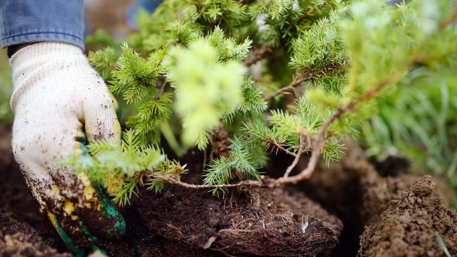 Enhance Your Landscape by Relocating Shrubs at the Perfect Time