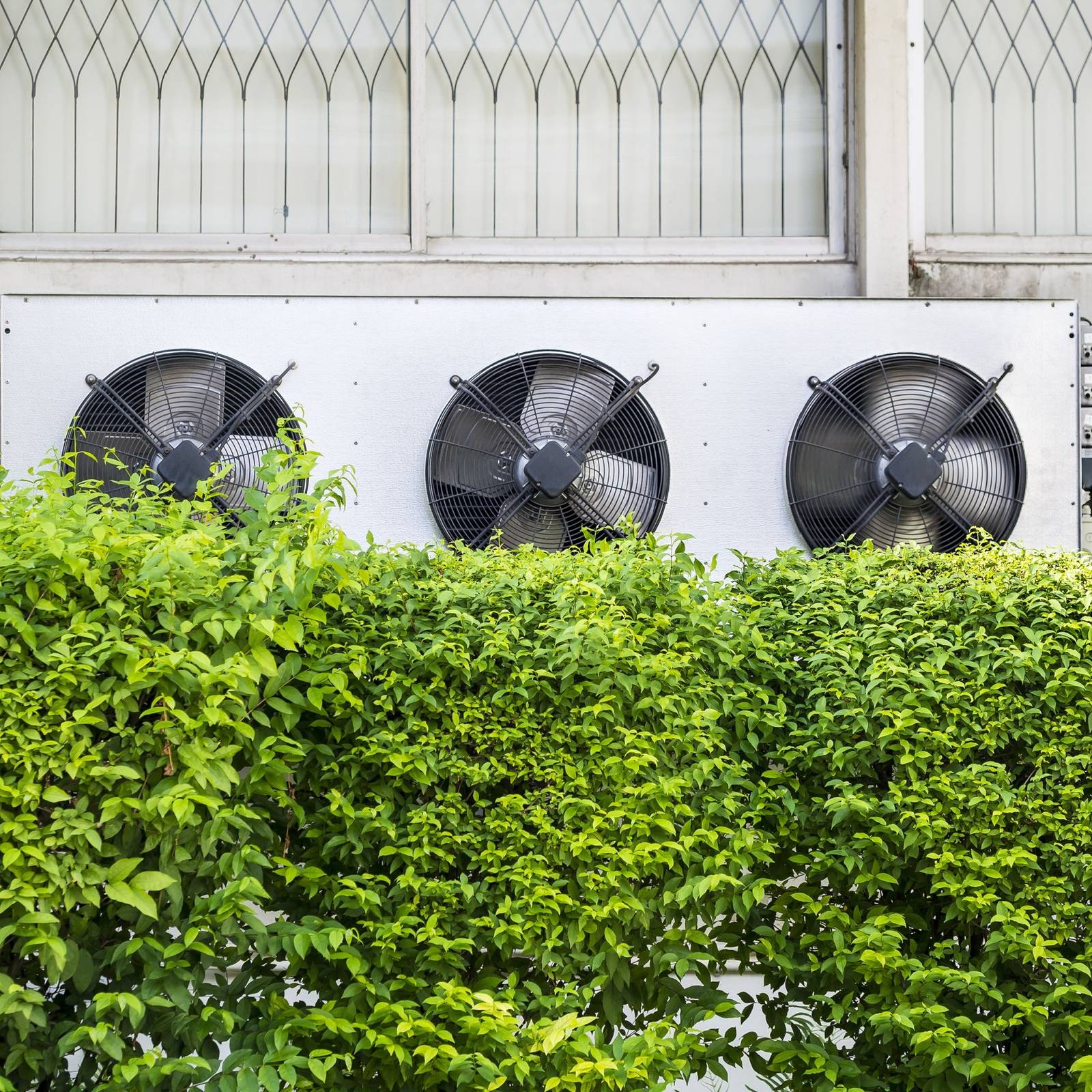 Safe Landscaping Plants for AC Units That Keep Airflow Clear