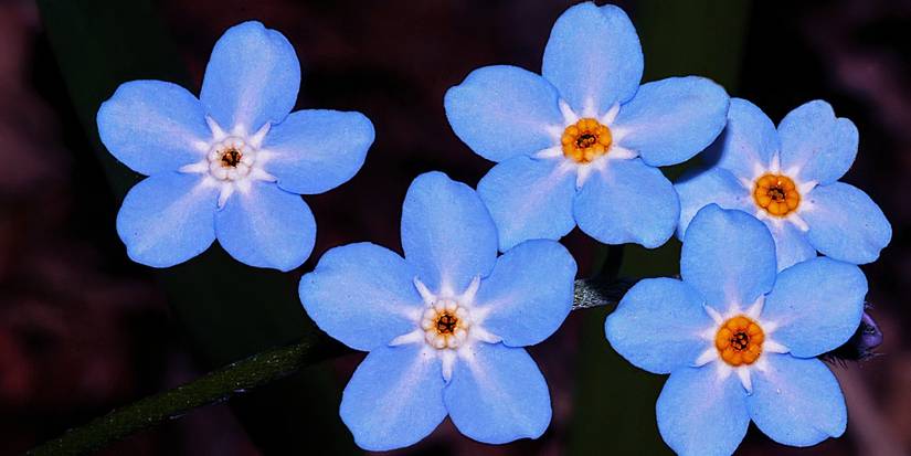 4 Flowers That Thrive in Rainy Days and Cool Spring Weather