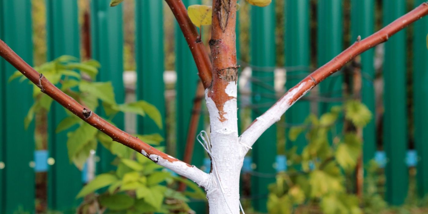 Why Tree Trunks Are Painted White: Benefits for Bark and Tree Health