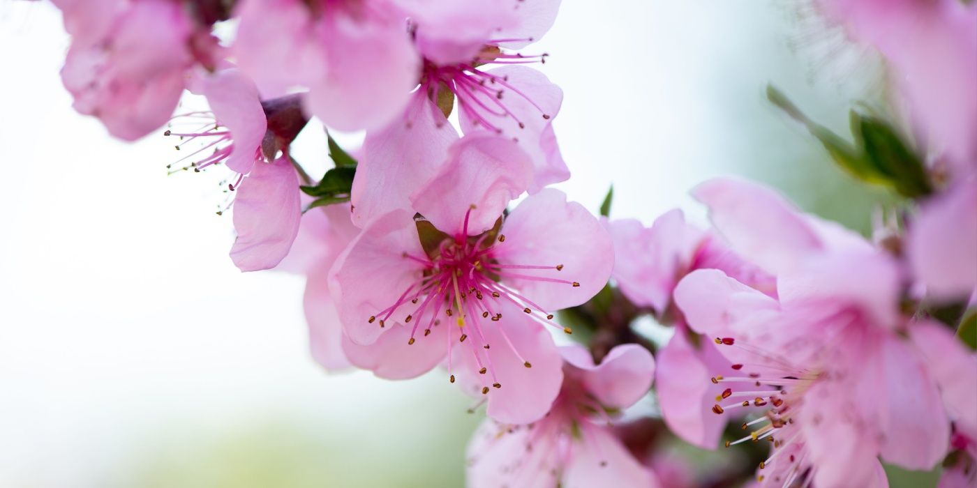 Edible Beauty: Cherry, Apple, Plum, Peach and Apricot Trees
