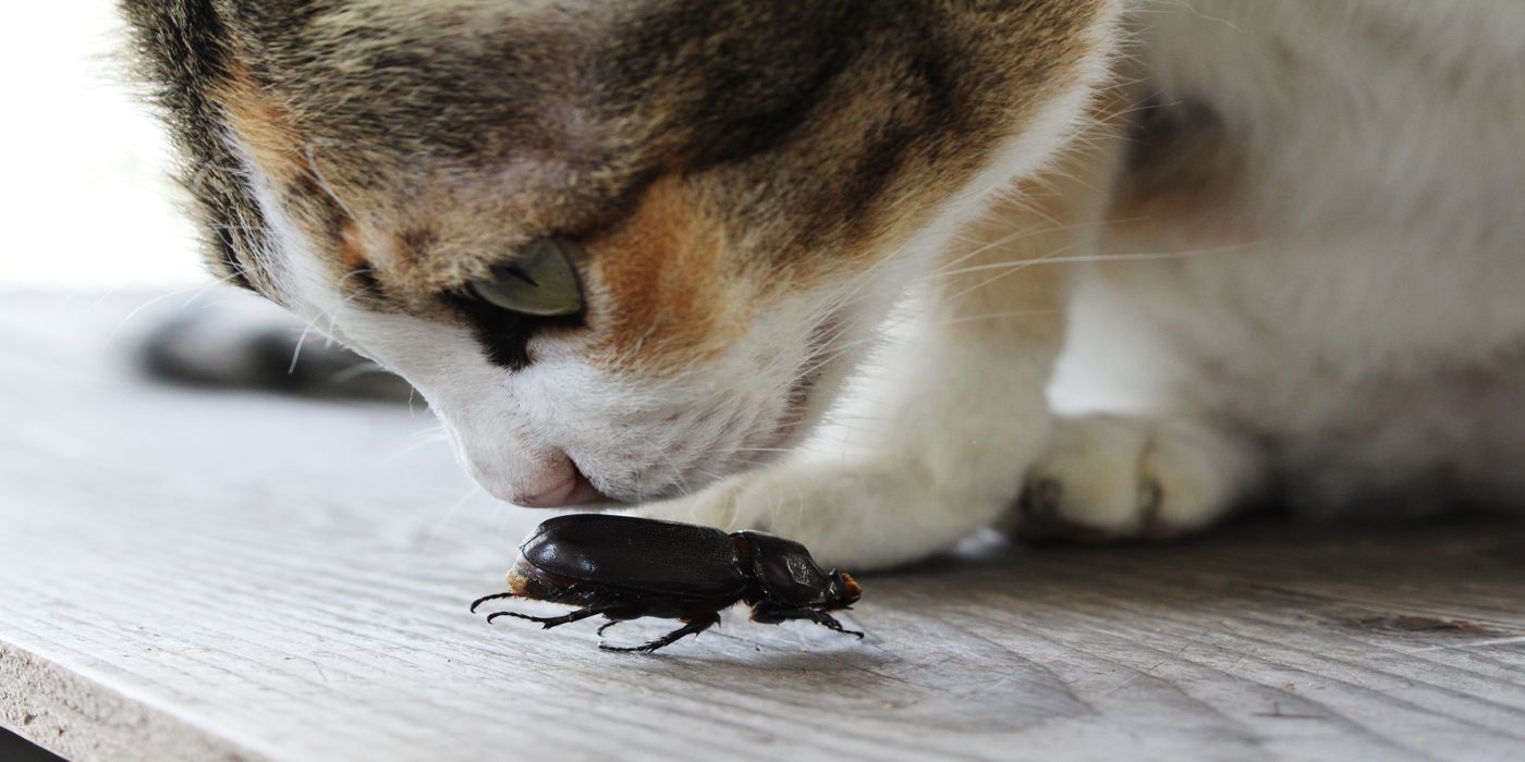 The Truth About Pets Eating Common House Bugs