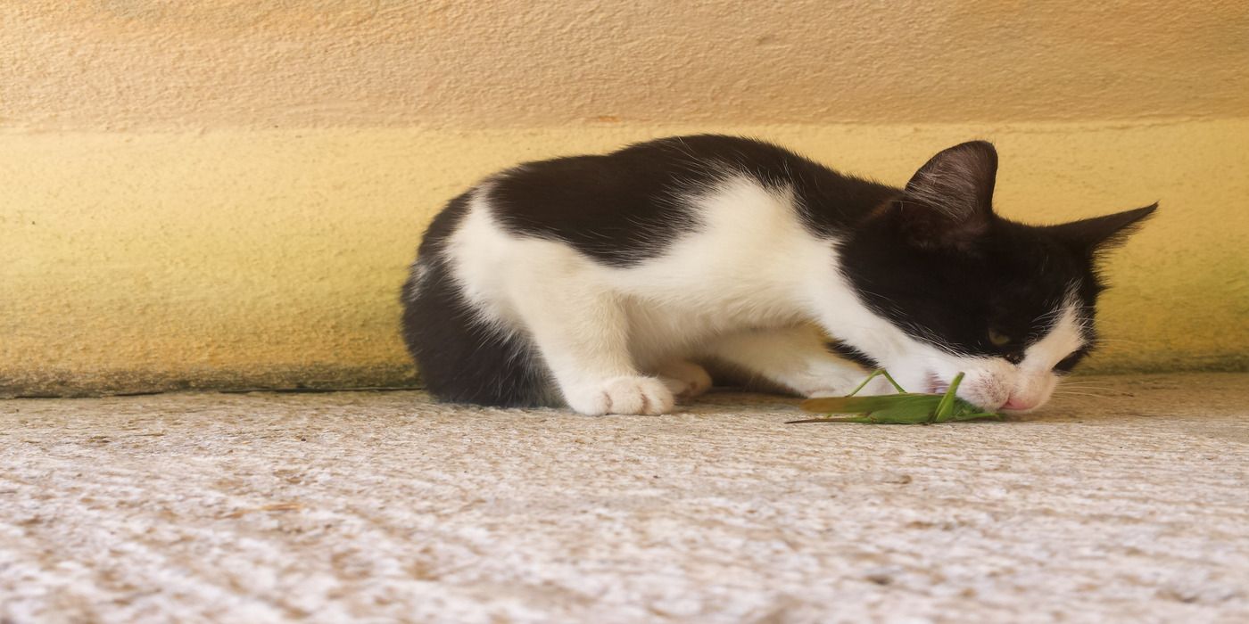 The Truth About Pets Eating Common House Bugs