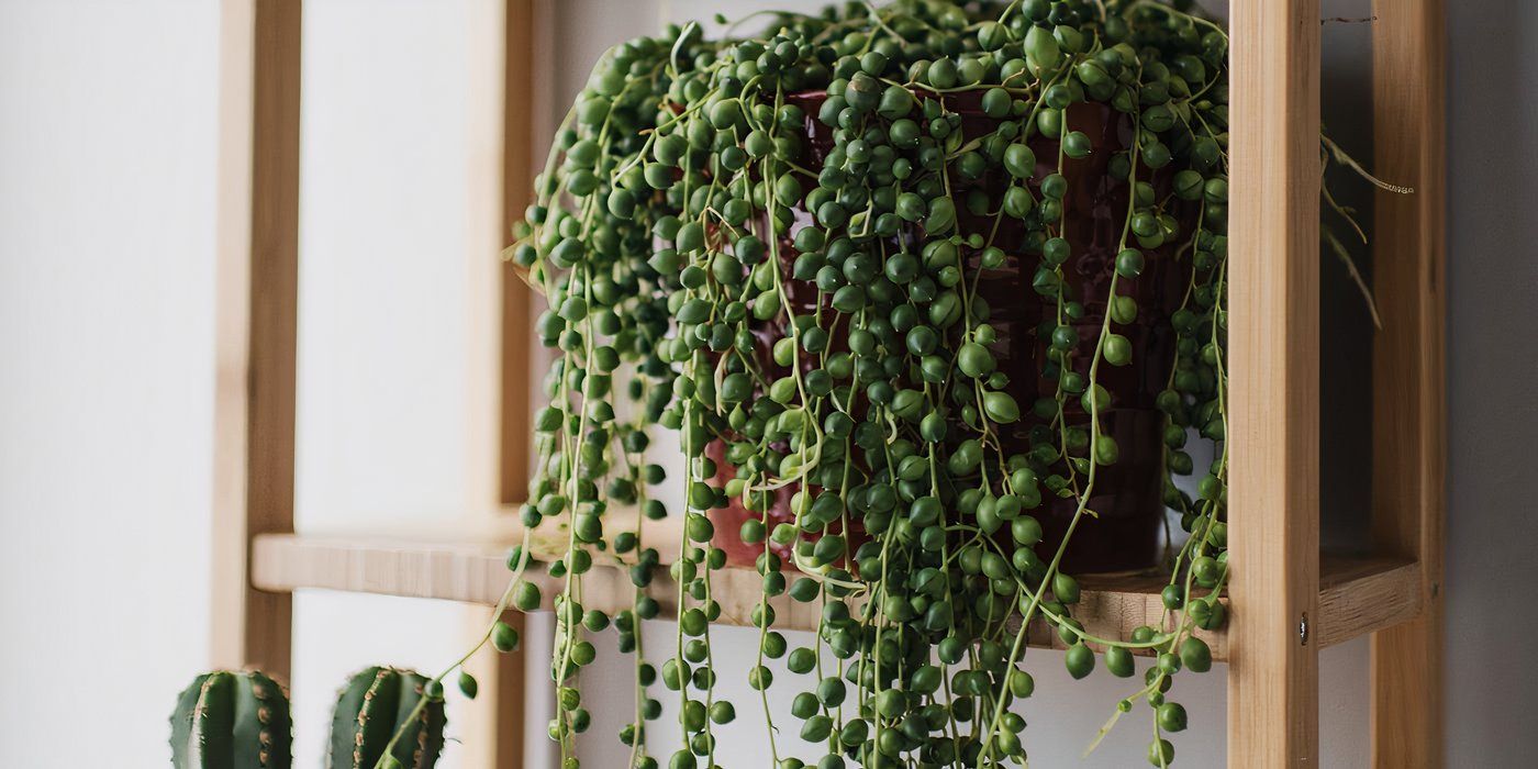 Houseplant Trends: The 5 Best Trailing Plants to Elevate Your Indoor Space