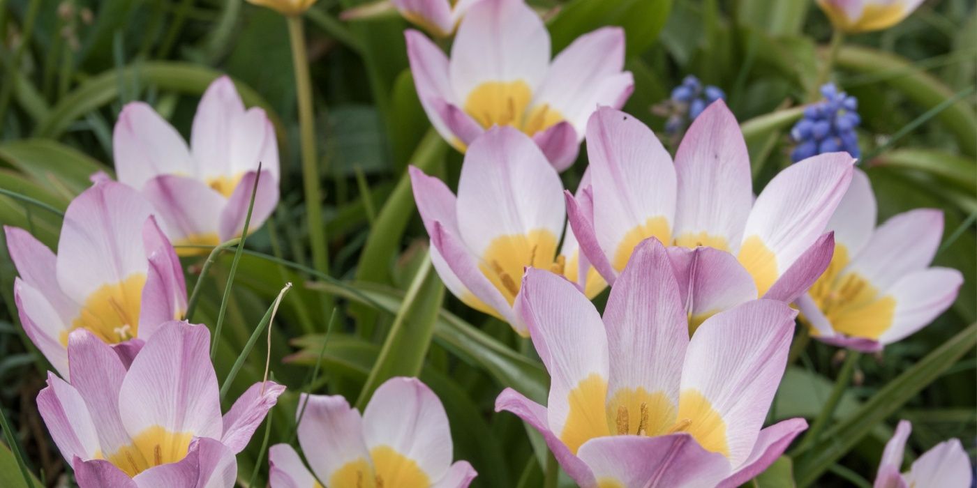 5 Stunning Species Tulips That Deserve a Spot in Your Garden