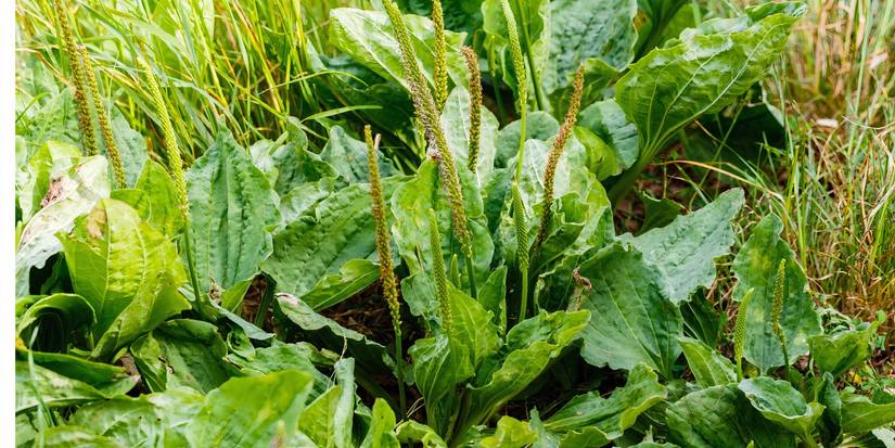 Broadleaf plantain