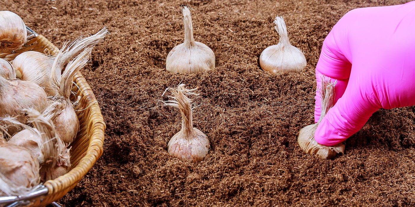 Succession Planting Tips to Extend Your Garden’s Growing Season