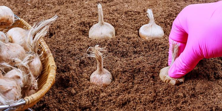 Bulb Planting Rows Succession Planting Tips to Extend Your Garden’s Growing Season