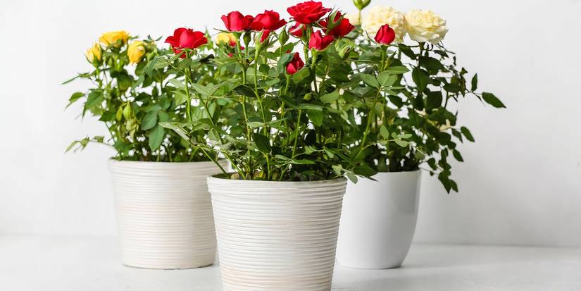 5 Gorgeous Plants to Surprise Mom With This Mother's Day