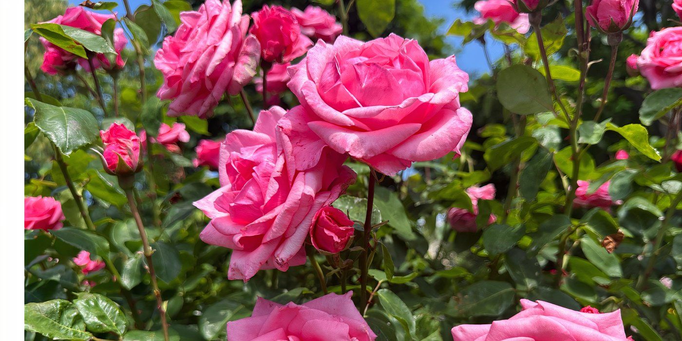 Why Knockout Roses Are the Must-Have Garden Flowers
